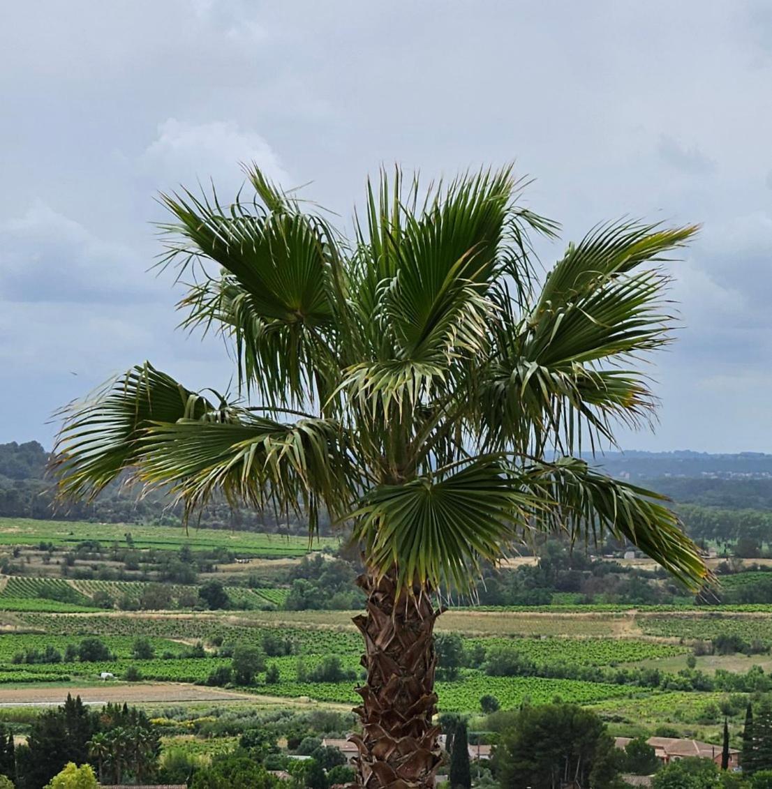 Domaine Du Chene Hotell Campagnan Exteriör bild